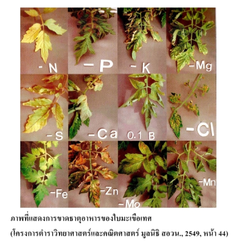 อาการขาดธาตุ ใกล้เคียงกับอาการเป็นเชื้อรา เป็นอย่างไร?